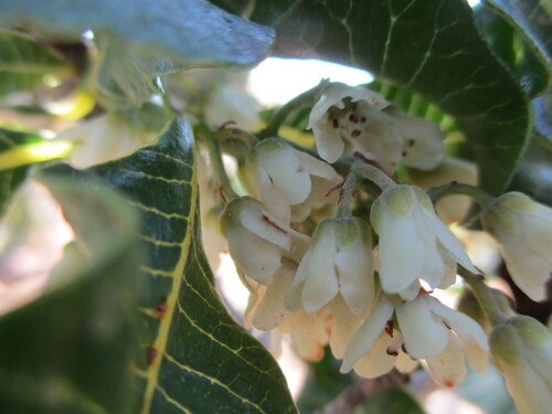 Image of Green Resin Tree (Ozoroa concolor) by no rights reserved