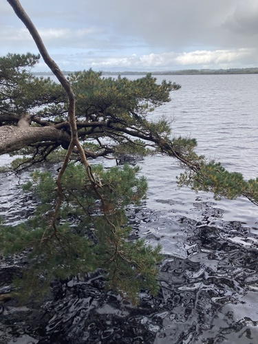 Ash Island