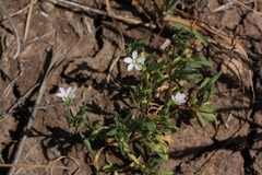 Convolvulus simulans