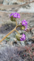 Phacelia scariosa