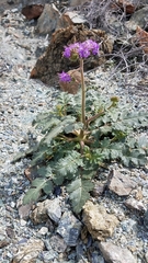 Phacelia scariosa