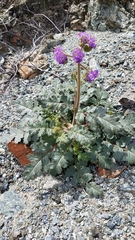 Phacelia scariosa