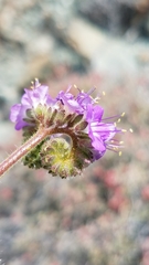 Phacelia scariosa