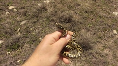 Lampropeltis splendida