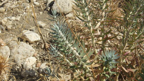 Image of Euphorbia rigida by no rights reserved