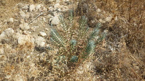 Euphorbia rigida