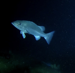 Hapuku Wreckfish photo 3