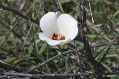 Calochortus catalinae