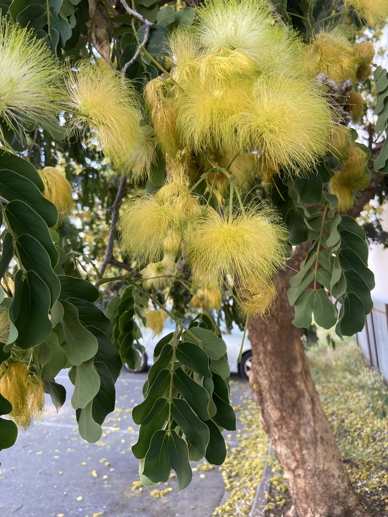 Mimosa, silk trees, falsethorns, and allies from Scarr St, Cloncurry