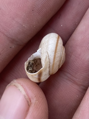 Fruticocampylaea narzanensis