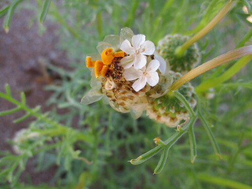 Ursinia speciosa, photograph 2