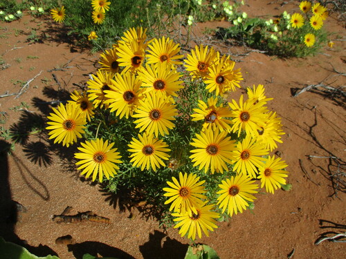 Allround Paraseed (Ursinia speciosa)