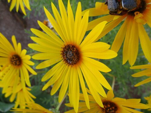 Ursinia speciosa, photograph 1