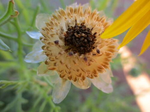 Ursinia speciosa, photograph 3