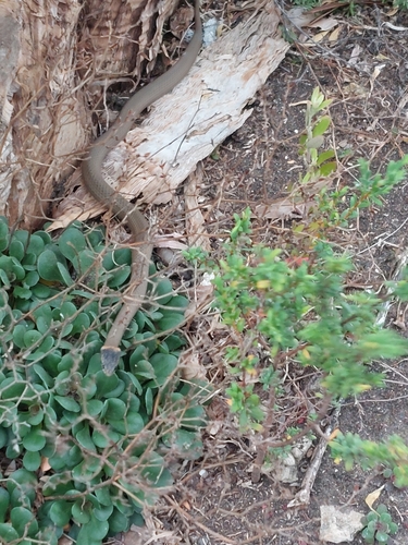 Masters' Snake
