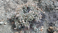 Eriogonum pondii