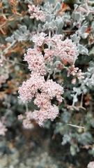 Eriogonum pondii