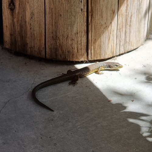 iNaturalist observation photo of Northern Alligator Lizard