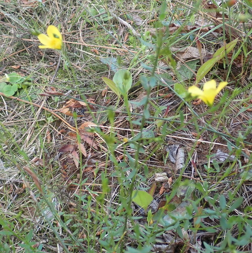Image of Linum africanum by (c) Nicola van Berkel, some rights reserved (CC BY-SA)