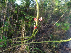Stachytarpheta miniacea