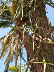 Selenicereus undatus