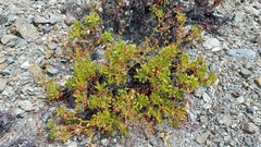 Eriogonum preclarum