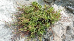 Eriogonum preclarum