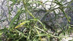 Cryptantha nevadensis