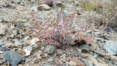 Euphorbia magdalenae