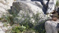 Cryptantha nevadensis