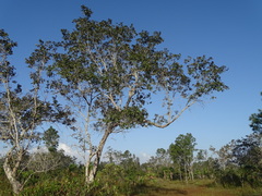 Quercus oleoides