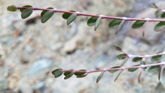 Euphorbia magdalenae