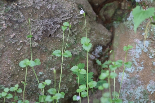 Lindernia setulosa iNat (1)