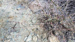 Euphorbia magdalenae