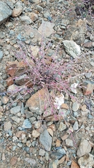 Euphorbia magdalenae