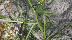 Cryptantha nevadensis