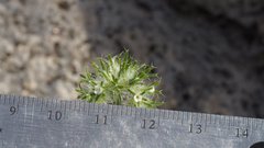 Cryptantha nevadensis