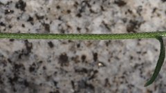 Cryptantha nevadensis