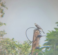 Accipiter cooperii