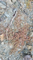 Euphorbia bartolomaei