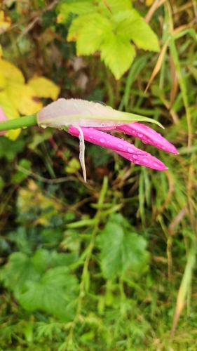 Nerine bowdenii