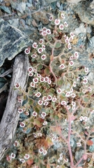 Euphorbia bartolomaei