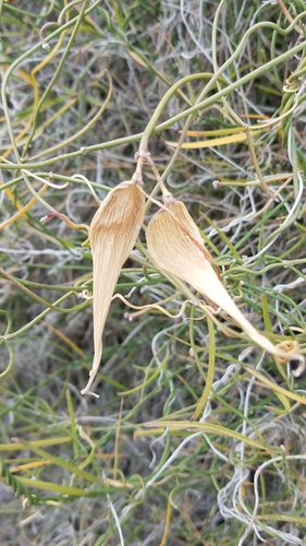 Image of Funastrum arenarium by (c) Alan Rockefeller, some rights reserved (CC BY)