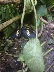 Altinote ozomene nox