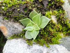 Dudleya cymosa pumila