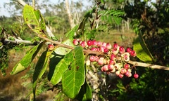 Eugenia winzerlingii