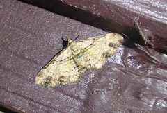 Chloroclystis sphragitis