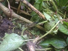 Altinote ozomene nox