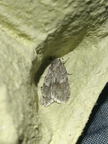 Bryophile des pinèdes (La)