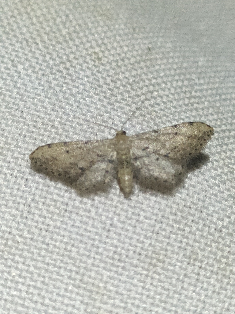 Idaea attenuaria